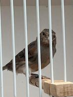 Mooie donkere harlekijn kanarie pop 2025, Dieren en Toebehoren, Vogels | Kanaries, Vrouwelijk, Kleurkanarie