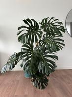 Monstera Deliciosa ~ 155cm met keramiek pot, Huis en Inrichting, Kamerplanten, Ophalen