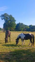 Bijrijder gezocht, Dieren en Toebehoren
