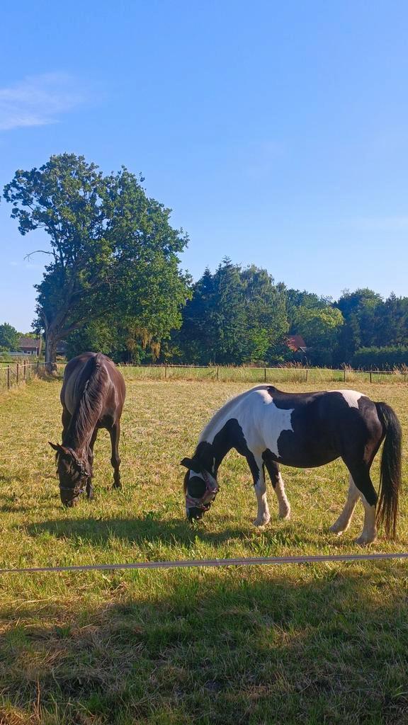 Bijrijder gezocht, Dieren en Toebehoren, Paarden en Pony's | Verzorgingsproducten, Ophalen of Verzenden