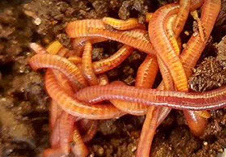 Tijgerwormen voor in een wormenhotel of compostvat/bak, Tuin en Terras, Aarde en Mest, Tuinaarde, Ophalen