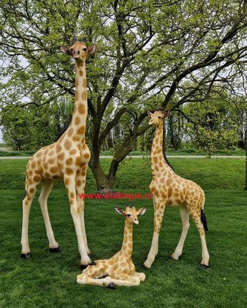 Giraffe   beschikbaar voor biedingen