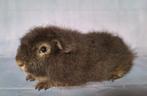 Jong Ch teddy beertje - choco otter (Putten), Dieren en Toebehoren, Knaagdieren, Cavia, Mannelijk, Juli, Tam
