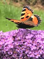 Vlinderstruik Buddleja, Lichtpaars bloeiend, Tuin en Terras, Ophalen of Verzenden, Overige soorten, Volle zon