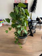 Plant 110-120 cm Hoog, Huis en Inrichting, Kamerplanten, Ophalen, Overige soorten, 100 tot 150 cm