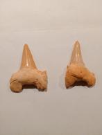 2 haaien tanden, Verzamelen, Ophalen of Verzenden