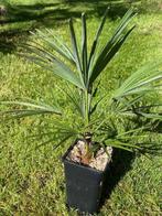 Diverse vorstbestendige palmbomen en kruisingen, Tuin en Terras, Ophalen of Verzenden, Minder dan 100 cm, Zomer, Palmboom