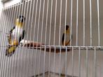 Mooi onverwant koppel Zwartkop caique's, Meerdere dieren, Papegaai, Geringd