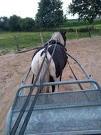 C 130 Tinker merrie 8 jr, Dieren en Toebehoren, Paarden, Merrie, Minder dan 160 cm, Recreatiepaard