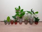 Kamerplantjes set, hoya, orchidee, zamioculcas, alocasia, Overige soorten, In pot, Minder dan 100 cm, Groene kamerplant
