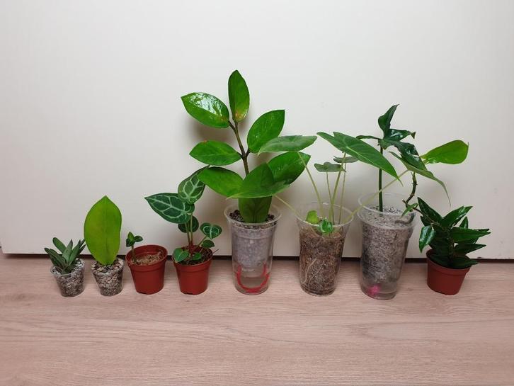 Kamerplantjes set, hoya, orchidee, zamioculcas, alocasia, Huis en Inrichting, Kamerplanten, Overige soorten, Minder dan 100 cm