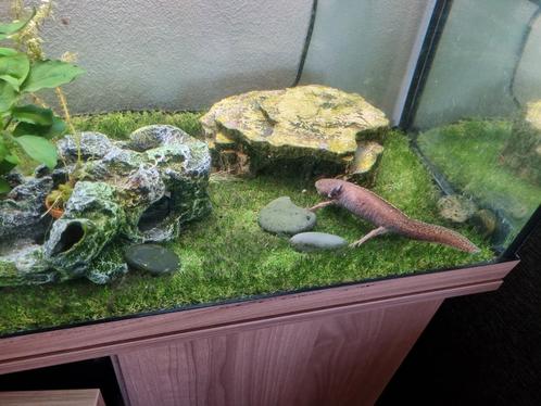 3 aquaria's te koop, Dieren en Toebehoren, Reptielen en Amfibieën