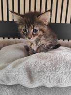Maine Coon x kittens, Dieren en Toebehoren, Katten en Kittens | Raskatten | Langhaar, Meerdere dieren, Gechipt