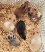 Jonge goudhamsters handtam en gewend aan kinderen, Hamster, Meerdere dieren, Tam, September