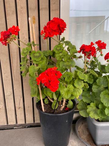 Geraniums beschikbaar voor biedingen