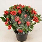 Skimmia jap. Temptation nu volop met bes voor kerst potkweek, Tuin en Terras, Planten | Tuinplanten, Ophalen, Overige soorten