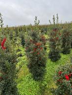 Ilex aquifolium hulst | inheems en groenblijvend, Ophalen of Verzenden, Hulst, Minder dan 100 cm