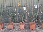 ACTIE!! NU €35,- PST Druif Kant en Klaarhaag 50x100cm!, Tuin en Terras, Volle zon, Vaste plant, Ophalen of Verzenden, Fruitplanten