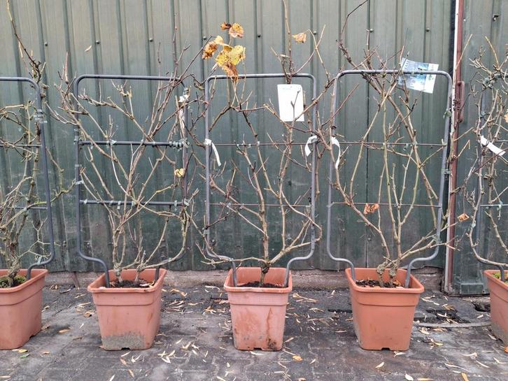 ACTIE!! NU €35,- PST Druif Kant en Klaarhaag 50x100cm!, Tuin en Terras, Planten | Tuinplanten, Vaste plant, Fruitplanten, Volle zon