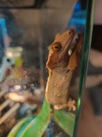 Terrarium met gekko's, Ophalen