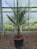 Jubaea Chilensis palm klein, Tuin en Terras, Ophalen, Palmboom