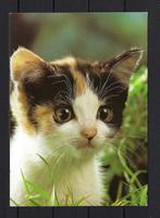 718 KATTEN, Ophalen of Verzenden, Gelopen, Hond of Kat