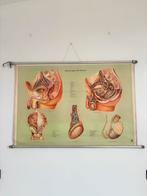 Vintage autonomie kaart, Ophalen of Verzenden, Natuur en Biologie