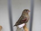 mooie harlekijn kanarie 2025, Dieren en Toebehoren, Vogels | Kanaries, Geslacht onbekend