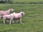 Dekrammen, Dieren en Toebehoren, Schapen, Geiten en Varkens, Mannelijk, Schaap, 0 tot 2 jaar