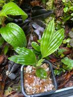 Dicranopygium cuatrecasasianum, Ophalen of Verzenden, Halfschaduw, Minder dan 100 cm