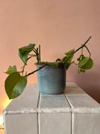 Epipremnum, Huis en Inrichting, Kamerplanten, Ophalen, Halfschaduw, Minder dan 100 cm