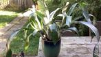 Plant met pot, Huis en Inrichting, Ophalen, Overige soorten, Halfschaduw, Minder dan 100 cm