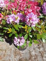 Bloeiende Rhododendrons, Ophalen, Zomer, Overige soorten