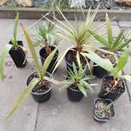 9 verschillende palmboom zaailingen, Tuin en Terras, Planten | Tuinplanten, Ophalen