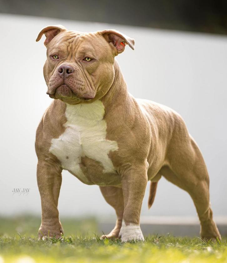 AMERICAN BULLY POCKET – PUPS TE KOOP, Dieren en Toebehoren, Honden | Bulldogs, Pinschers en Molossers, Meerdere dieren, Overige rassen