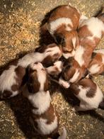 Kooiker, Dieren en Toebehoren, Nederland, Overige rassen, 8 tot 15 weken, CDV (hondenziekte)