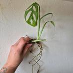 monstera esqueleto, Huis en Inrichting, Kamerplanten, Ophalen of Verzenden, Overige soorten, Minder dan 100 cm