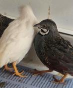chinese dwerg kwartels, Dieren en Toebehoren, Pluimvee, Meerdere dieren, Overige soorten