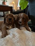 Medium Australian Labradoodles, Parvo, Overige rassen, 8 tot 15 weken, Meerdere