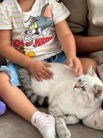 2 britse korthaar kittens, Poes