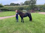 Super grote maat pony, Merrie, A pony (tot 1.17m), 3 tot 6 jaar, Onbeleerd