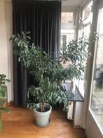 Ficus Benjamin kamerplant, Ophalen, Ficus, Halfschaduw, In pot