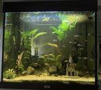 Aquarium met inhoud 200l Jewel, Dieren en Toebehoren, Ophalen, Zo goed als nieuw, Gevuld zoetwateraquarium