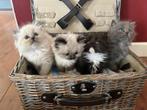 Te koop prachtige ragdoll kittens, Dieren en Toebehoren, Meerdere dieren, Ontwormd