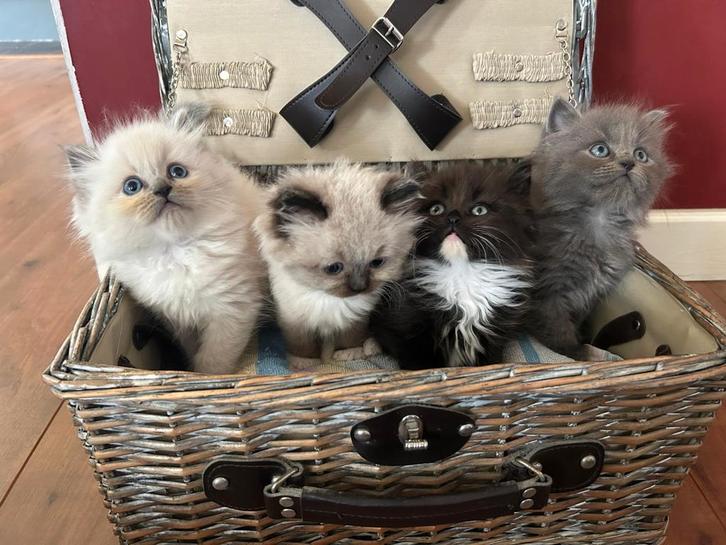 Te koop prachtige ragdoll kittens, Dieren en Toebehoren, Katten en Kittens | Raskatten | Langhaar, Meerdere dieren, Ontwormd
