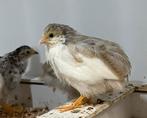 Chinese Dwegkwartels, Dieren en Toebehoren, Pluimvee, Meerdere dieren, Overige soorten