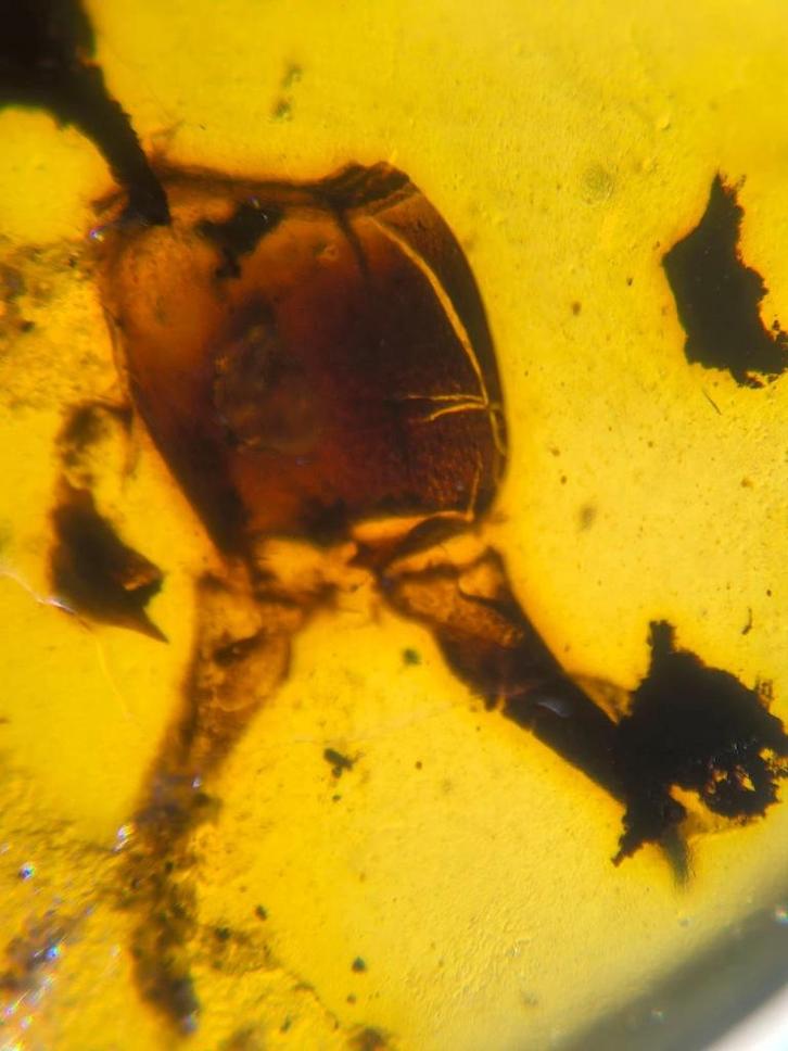 Mooi groot Birmees Amber (F2) met insluiting van onbekend in, Verzamelen, Mineralen en Fossielen, Fossiel, Verzenden