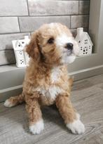 Prachtige kleine medium Doodle pups, Dieren en Toebehoren, 8 tot 15 weken, CDV (hondenziekte), Meerdere, Meerdere dieren