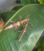 Sungaya inexpectata – PSG 195 wandelende takken, Dieren en Toebehoren