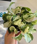 Epipremnum manjula, Ophalen of Verzenden, Overige soorten, Minder dan 100 cm